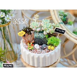 Tiểu cảnh sen đá
