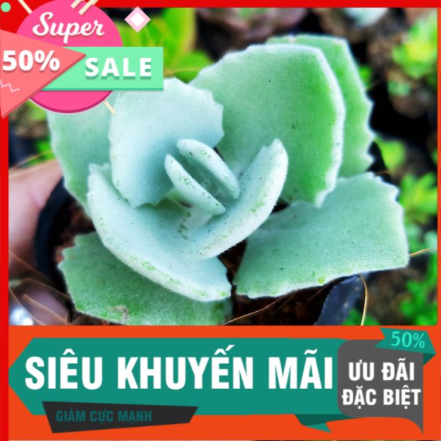 Sen đá nhung lông