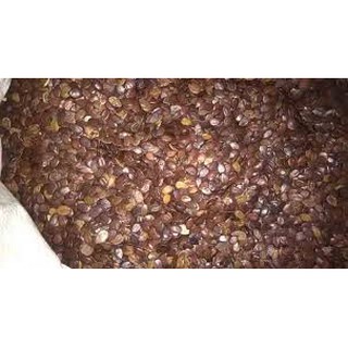Hạt giống keo dậu (keo cuba)