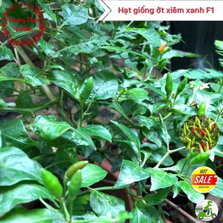 Hạt Giống Ớt Xiêm Xanh F1