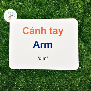 Flashcard Glenn Doman - Bộ Phận Cơ Thể