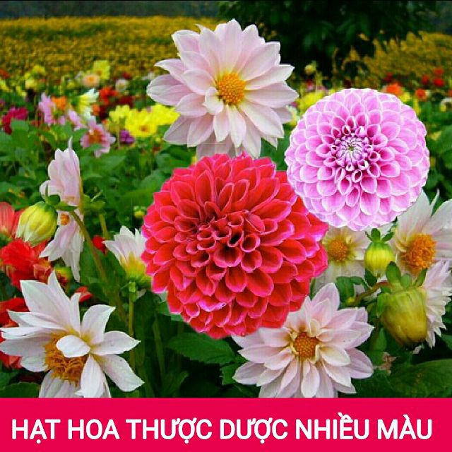 [GIÁ GỐC] Hạt giống Hoa thược Dược Nhiều màu - 20 hạt