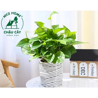Chậu cây tự dưỡng thông minh - TA09 Stripe