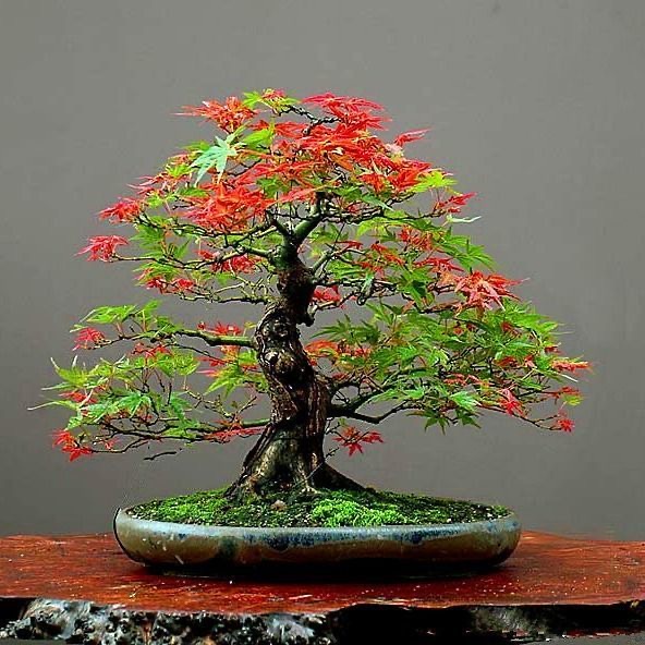 Hạt giống Phong đỏ trong nhà  30h