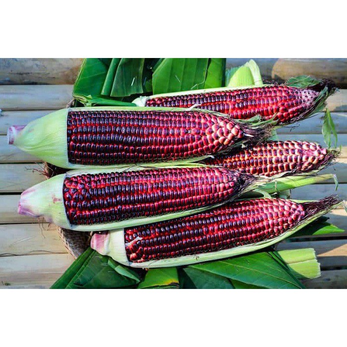 Hạt giống ngô tím F1 ( bắp nữ hoàng ) Loại dễ trồng kháng sâu bệnh năng suất cao [ gói 100gram,200gram,500gram]