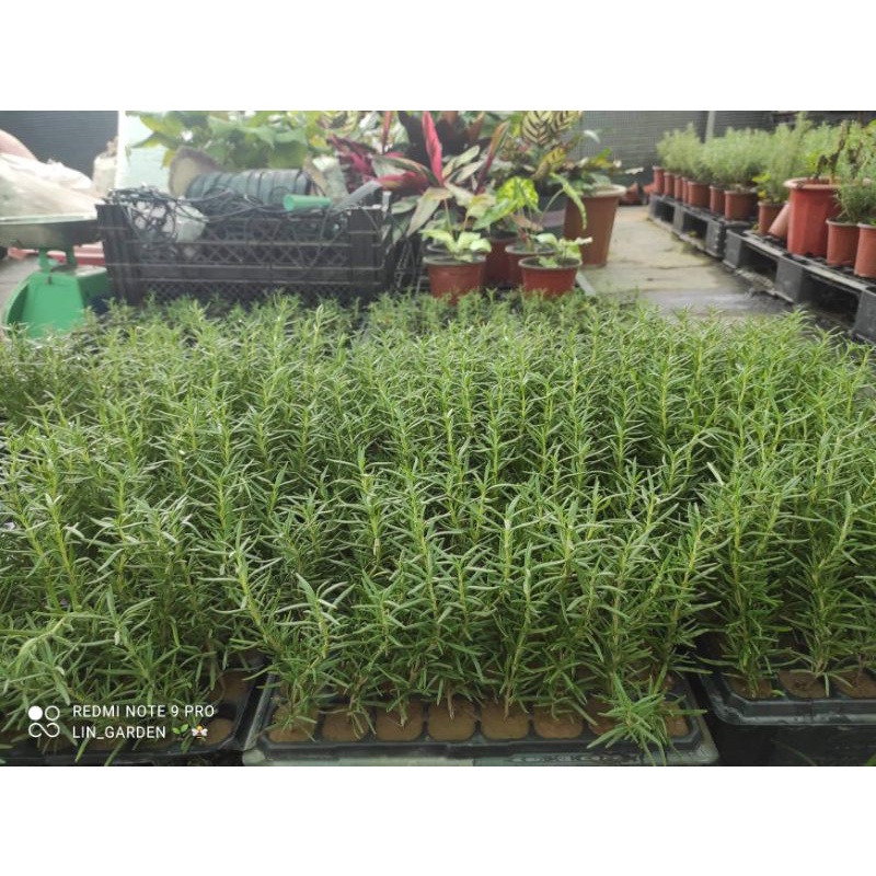 Cây giống hương thảo