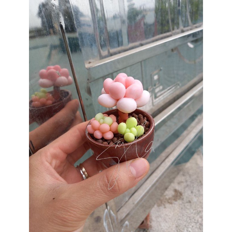 Sen đá đất sét đồng giá 59k