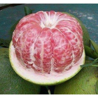 Cây Bưởi Da Xanh Trồng Chậu
