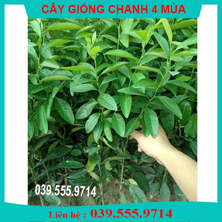 CÂY GIỐNG CHANH BỐN MÙA - CHANH TỨ QUÝ - CÂY GIỐNG TO KHOE ĐẸP