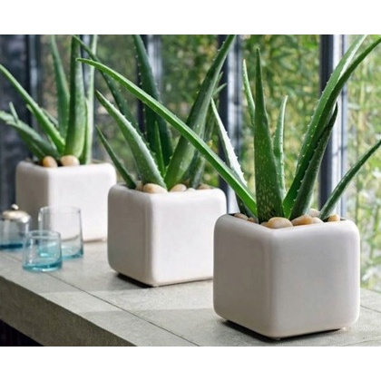 CÂY GIỐNG NHA ĐAM THÁI