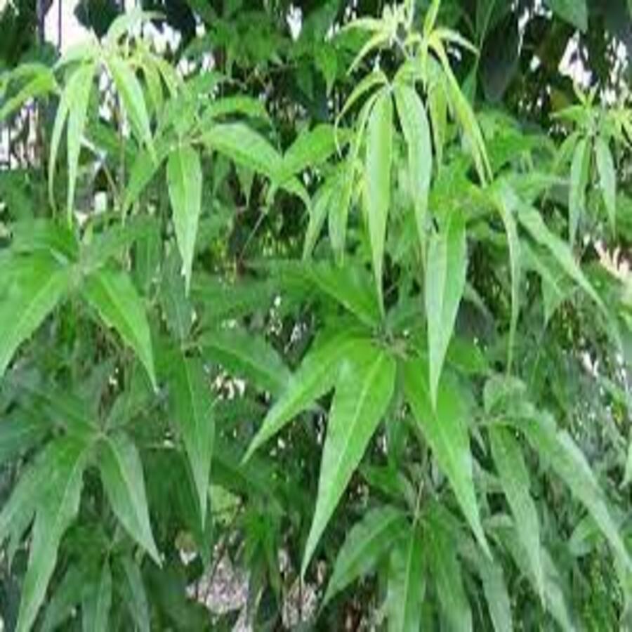 Cây Ngũ Chảo Châm Chim -  Loại 01