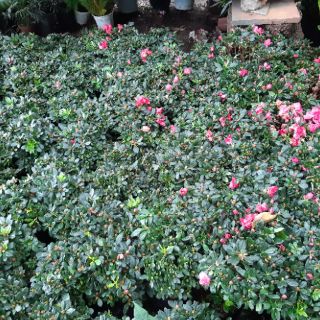 Hoa đỗ quyên ĐỦ MÀU