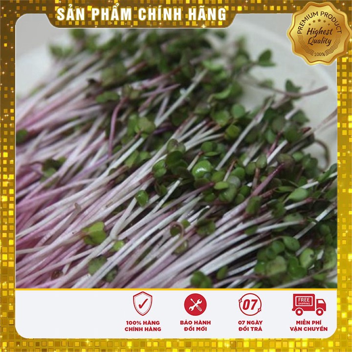 Hạt giống Rau Mầm Củ Cải Đỏ trồng gia đình 7-10 ngày thu hoạch ( 50 gram)