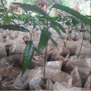 cây rau sắng 5 cây