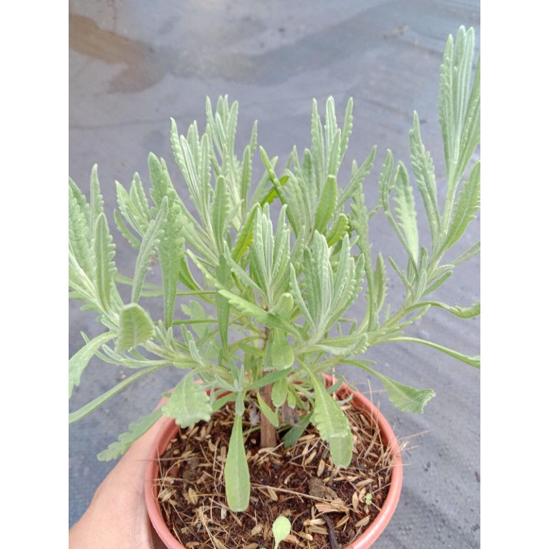 YÊU NHAU TẶNG GÌ  OẢI HƯƠNG LAVENDER THUẦN KHÍ HẬU SIZE 10cm đáng eo