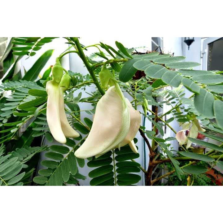 Cây so đũa trắng - cây giống