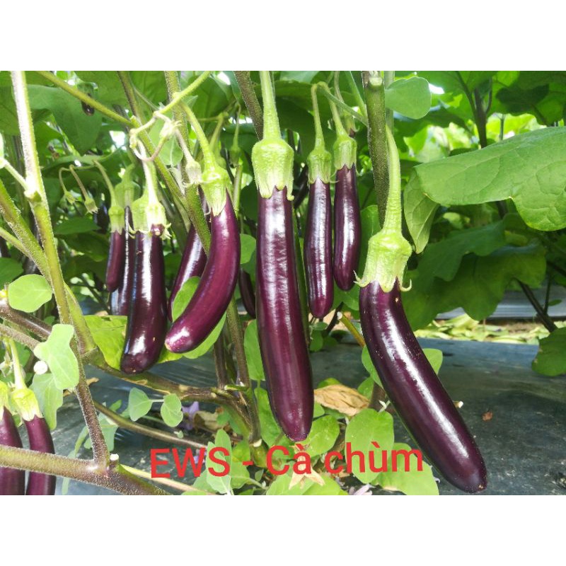 Hạt Giống Cà Tím Dài F1 Cà Chùm - HMTĐ