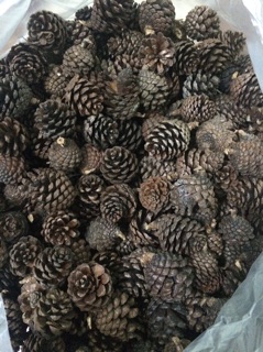 10 quả thông khô size nhỏ