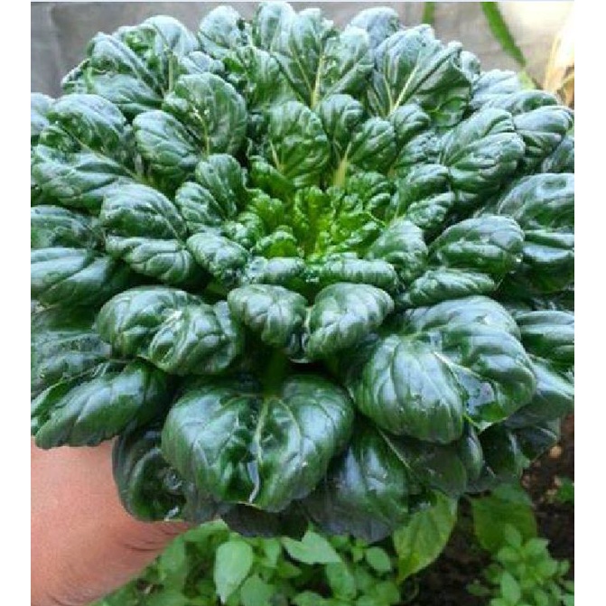 [Gói 100 hạt] Hạt Giống Cải Hoa Hồng F1-Dễ trồng-Hoa nở đẹp-Tặng Kèm Hướng Dẫn Trồng