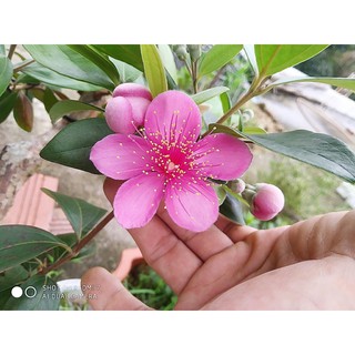 Cây sim rừng nhỡ cao 40-50cm đang nụ hoa