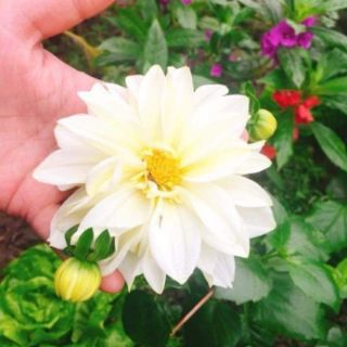 Hạt giống hoa thược dược