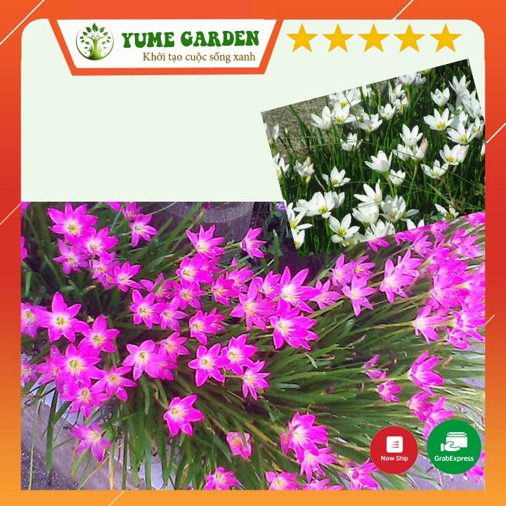 Cây Hoa huệ mưa trồng ban công sân vườn đẹp ( hồng - trắng) - Xanhshop22