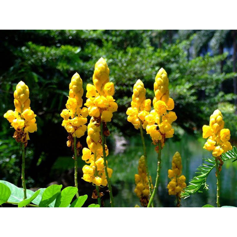 Lá muồng trâu 500g