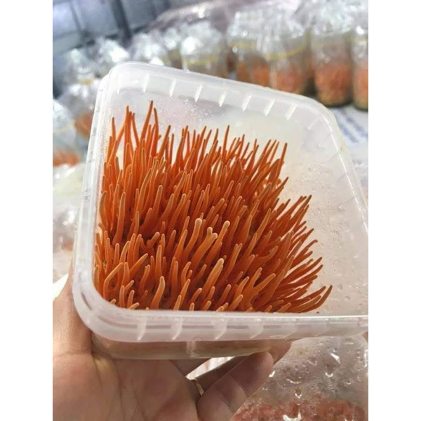 Đông trùng hạ thảo tây bắc (10g)