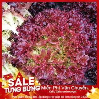 Hạt Giống Xà Lách Xoăn Tím - 200 Hạt