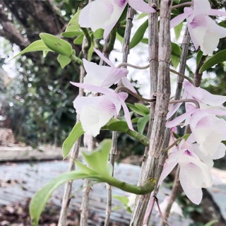 Hạc vỹ ( kie con)