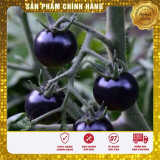 Hạt Giống Cà Chua Bi Quả Đen (30 hạt)