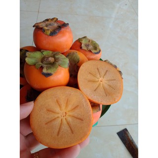 Giống Cây Hồng Giòn