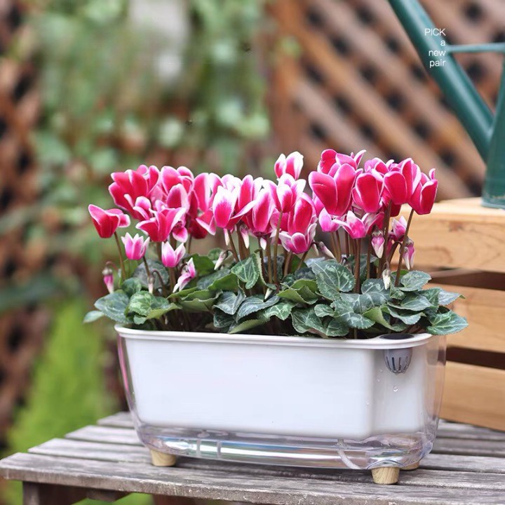 Chậu cây để bàn Oliz-Gerta 211. Chậu trồng cây thông minh tự dưỡng