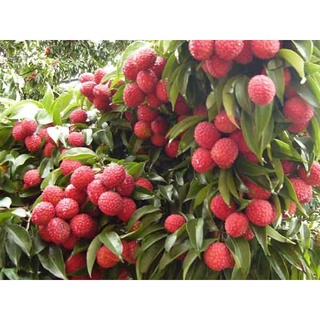 CÂY GIỐNG VẢI KHÔNG HẠT (chuẩn giống cây trồng)