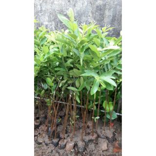 CÂY DỔI GHÉP CÓ QUẢ SAU 2 NĂM TRỒNG