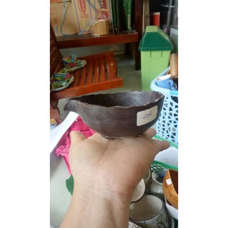 Chậu gốm mộc trồng sen đá