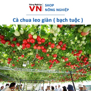 20H - Hạt giống cà chua leo giàn, bạch tuộc
