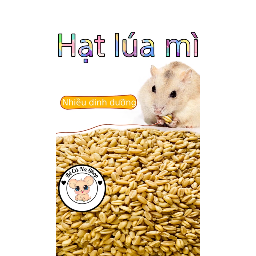 Lúa mì . thức ăn cho hamster ,thỏ bọ sóc (bè cà na)