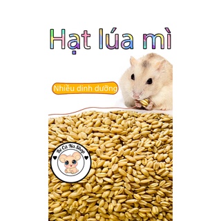 Lúa mì . thức ăn cho hamster ,thỏ bọ sóc