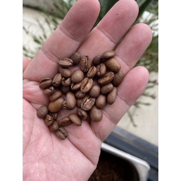 Cà phê hạt nguyên chất Arabica Ethiopia G4 Sidamo (dùng cho pha máy Espresso/Pour over)