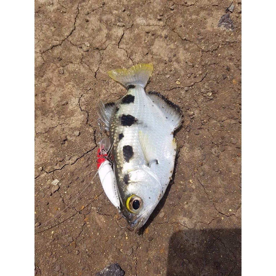 Mồi câu cá Hirushima Minnow M - RUF50 do Hita Lure phân phối chính hãng