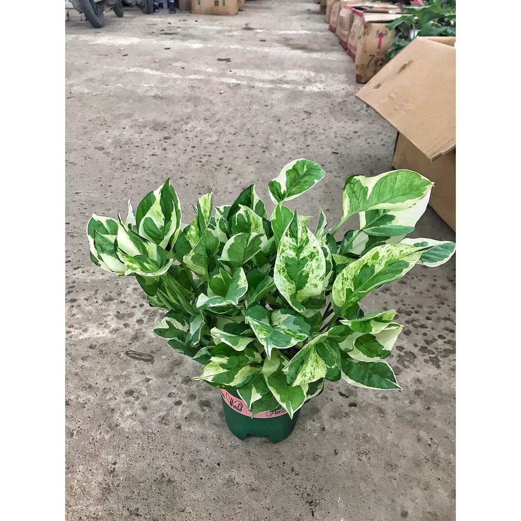 Vạn Niên Than cẩm thạch chiều cao 20cm lá sum suê dễ dàng chăm sóc, thích hợp trang trí nội thất
