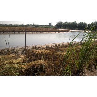 Gạo xát dối Nàng Keo (nở xốp, mềm cơm) - 2kg