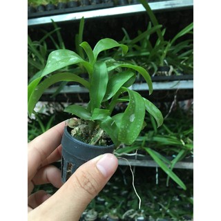 CÂY GIỐNG LAN PHI ĐIỆP