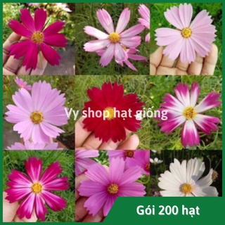 Hạt giống hoa sao nhái (cosmos) gói 200 hạt mix 18 màu
