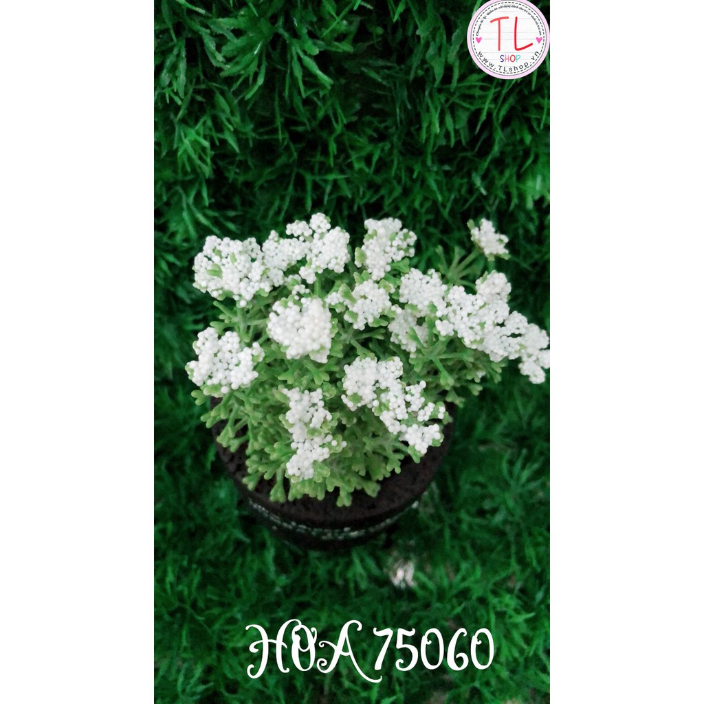 Chậu hoa bi trắng xinh xắn