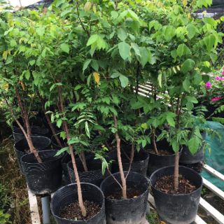 Cây 🌲 khế Thái.... đang trái