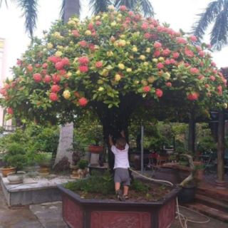 Cây giống mẫu đơn