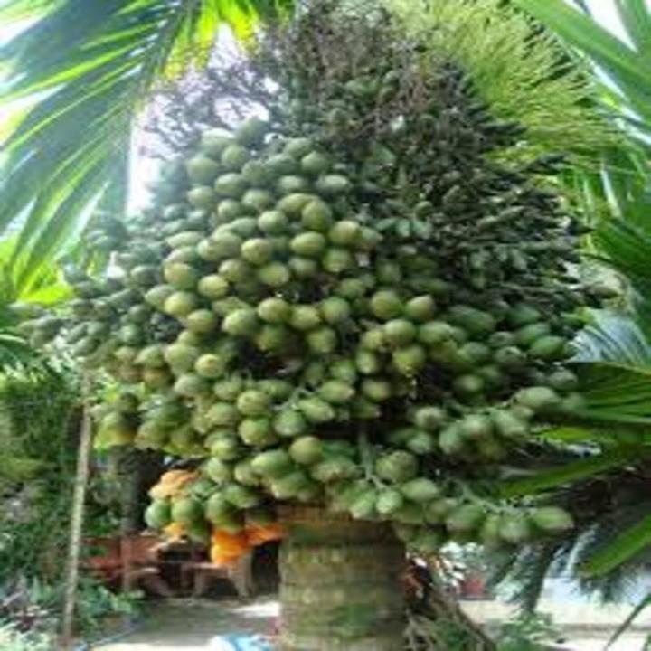 CÂY CAU LÙN - CAU ĂN TRẦU