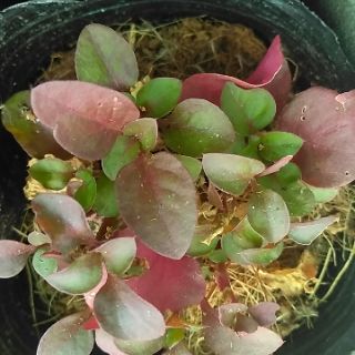 Rau dền Nhật - cải xoong Nhật